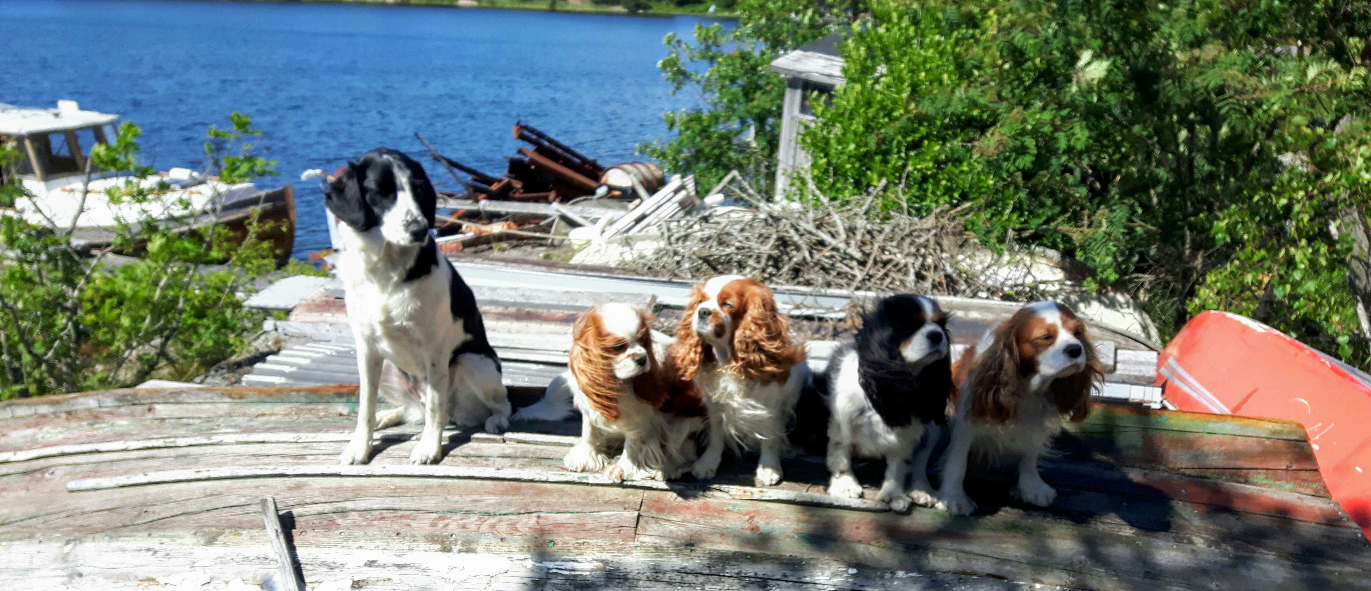 IMG_20190628_170325_405